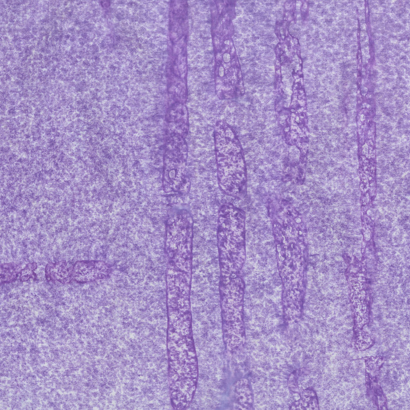 Blossom Batiks - Splash Shoal Pansy Yardage