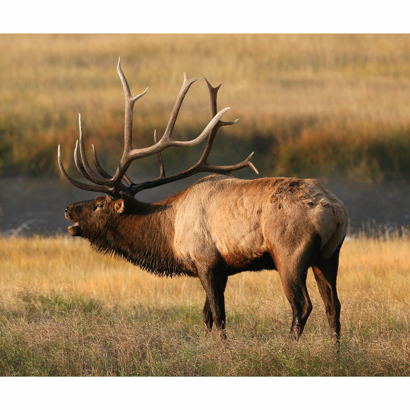 King's Camo - Elk Digitally Printed Panel