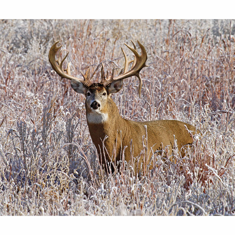 King's Camo - White Tail Deer Digitally Printed Panel
