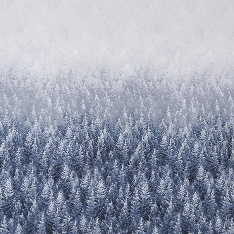 Snowscape - Forest Trees Double Border Ice Yardage